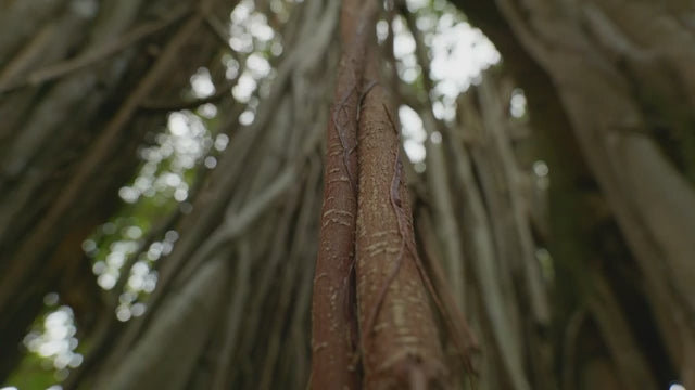 Cargar video: 
